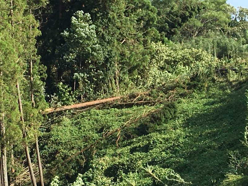 台風による倒木被害